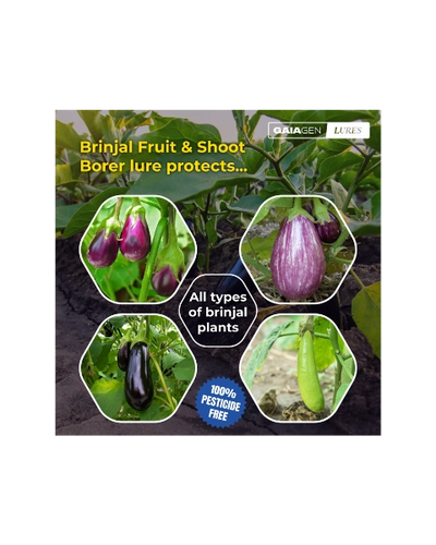 GAIAGEN BRINJAL FRUIT & SHOOT BORER LURE & INSECT WATER TRAP 1.6 L COMBO PACK