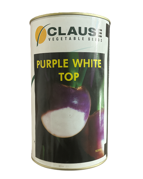 CLAUSE Purple White Top Turnip- Purple-White Root, Mild Sweet, Crisp