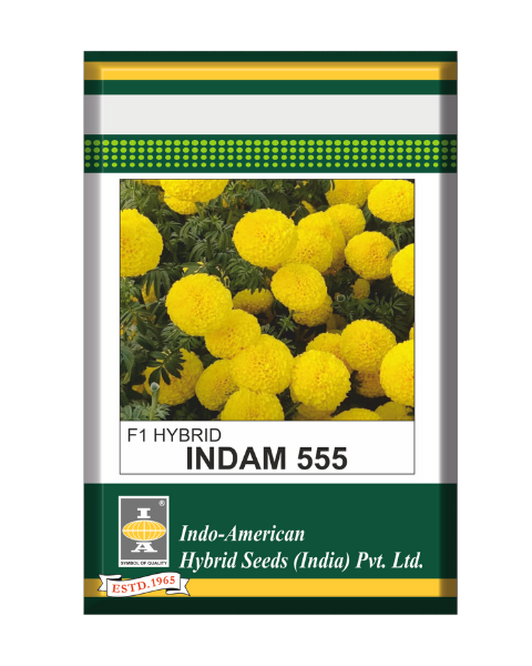 Indam 555 Marigold- Tall Plant, Large Yellow Flowers, Honeycomb Appearance