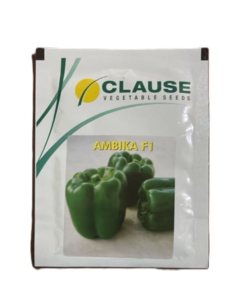 AMBIKA F1 1290 - Capsicum