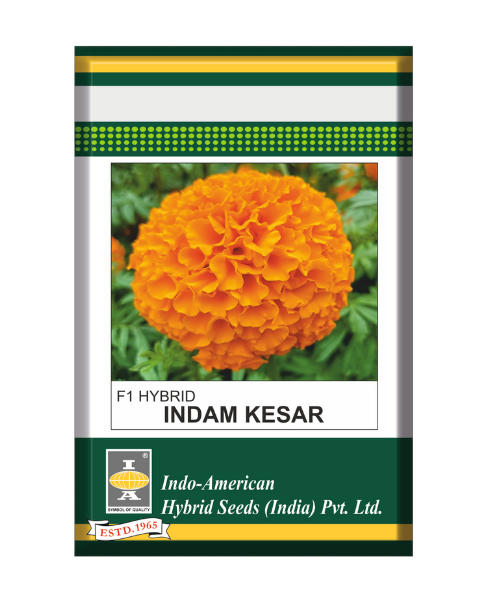 INDAM KEASR MARIGOLD