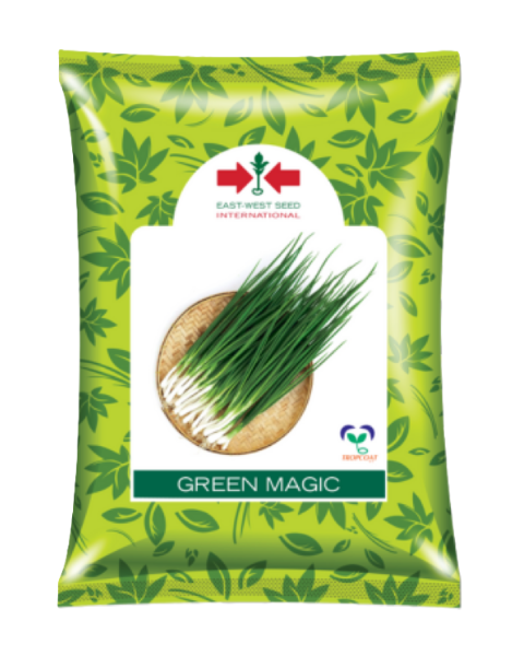 GREEN MAGIC Onion Seeds