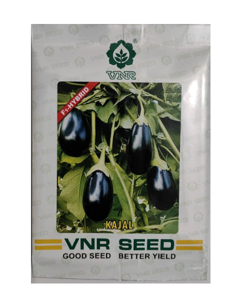 Kajal Brinjal Seeds – Early Harvest, 80–90% Germination Rate