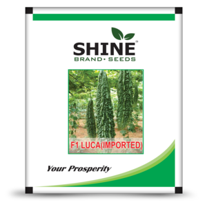 SHINE BITTER GOURD HYBRID F1 LUCA SEEDS