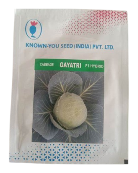 Gayatri cabbage