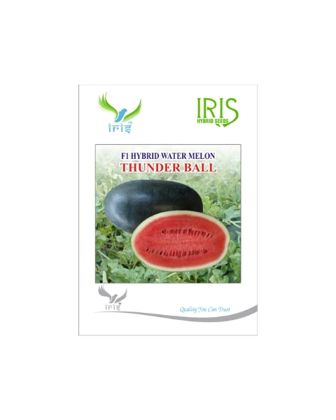 IRIS HYBRID F1 THUNDERBALL WATERMELON ICE BOX SEGMENT