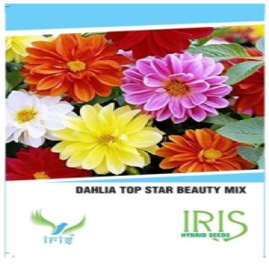 IRIS HYBRID FLOWER SEEDS DAHLIA MIX (15 SEEDS)