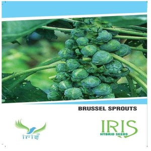 IRIS HYBRID VEGETABLE SEEDS BRUSSELS SPROUTS (35 SEEDS)