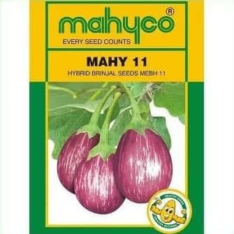 MAHY 11 (MEBH 11) BRINJAL