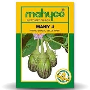 MAHY 4 MHB-4 BRINJAL