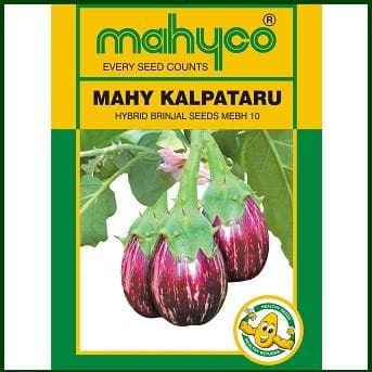 MAHY KALPATARU -MEBH -10 BRINJAL