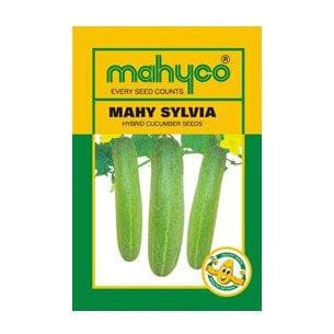 MAHY SYLVIA CUCUMBER