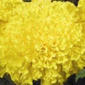 MAX2 + (MARIGOLD)