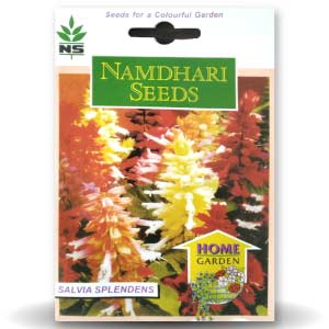 NS F1 Hybrid Salvia Salsa Flower Seeds