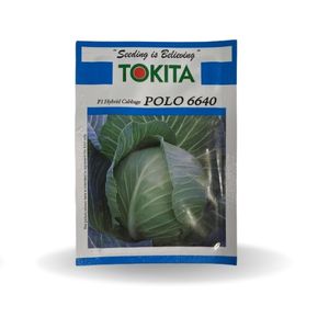 POLO 6640 F1 HYBRID CABBAGE