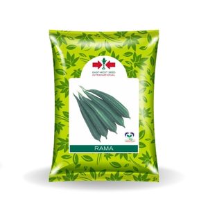 RAMA F1 RIDGEGOURD (रामा एफ 1 तुरई )
