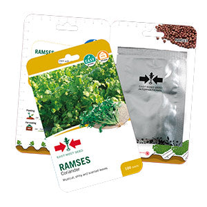 RAMSES CORIANDER