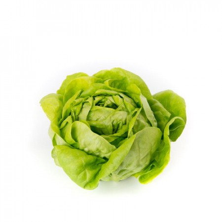 REX RZ (42-06) LETTUCE