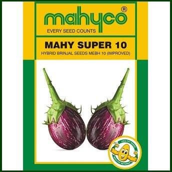 SUPER 10 BRINJAL