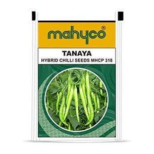 TANAYA (MHCP-318) CHILLI