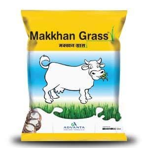 MAKKHAN GRASS - FORAGE ( मक्खन ग्रास फ़ोरेज)