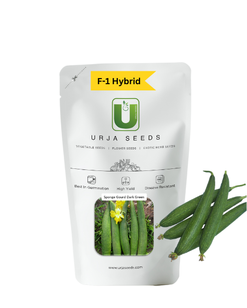 URJA SPONGE GOURD F-1 HYBRID DARK GREEN (US - 291)