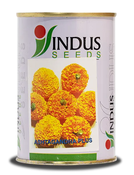 ASHTAGANDHA PLUS MARIGOLD SEEDS, SUITABLE FOR LONG DISTANCE SHIPPING