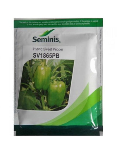 SEMINIS SV1865PB HYBRID GREEN CAPSICUM PEPPER SEEDS