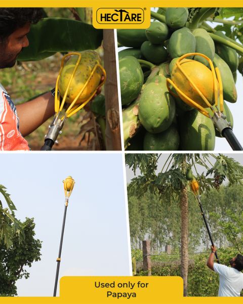 HECTARE PAPAYA PICKER IMPLEMENTS