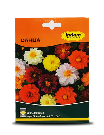 DAHLIA FLOWERS