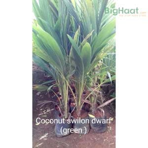 CEYLON DWARF GREEN COCONUT SAPLING
