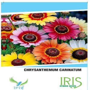 IRIS CHRYSANTHEMUM CARINATUM FLOWER SEEDS