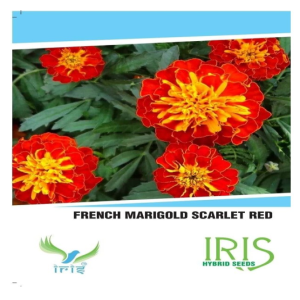 IRIS HYBRID FLOWER FRENCH MARIGOLD SCARLET SEEDS