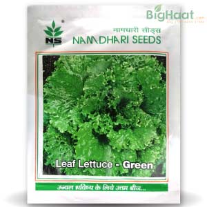 NS 10300 LEAF LETTUCE GREEN AND RED