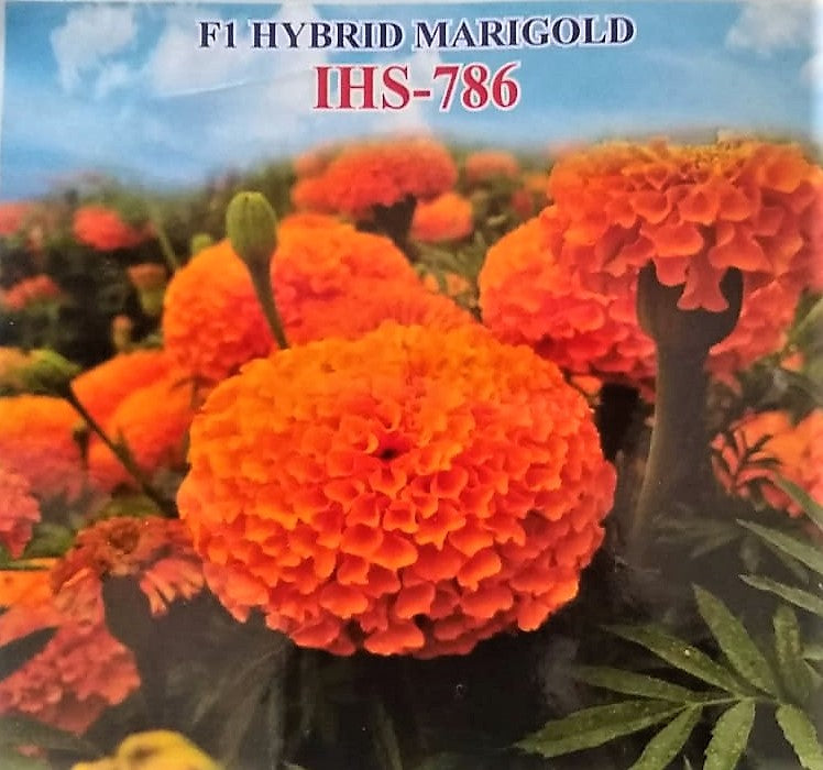 FLOWER SEEDS F1 HYBRID MARIGOLD ORANGE IHS-786
