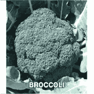 NS 1253 BROCCOLI