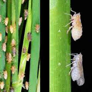 BPRID Insecticide