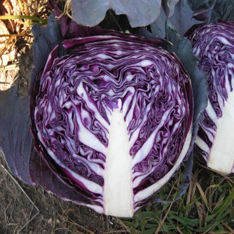 RED JEWEL CABBAGE