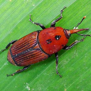 COCO - TRAPP TRAP RED PALM WEEVIL AND RHINOCEROS BEETLE