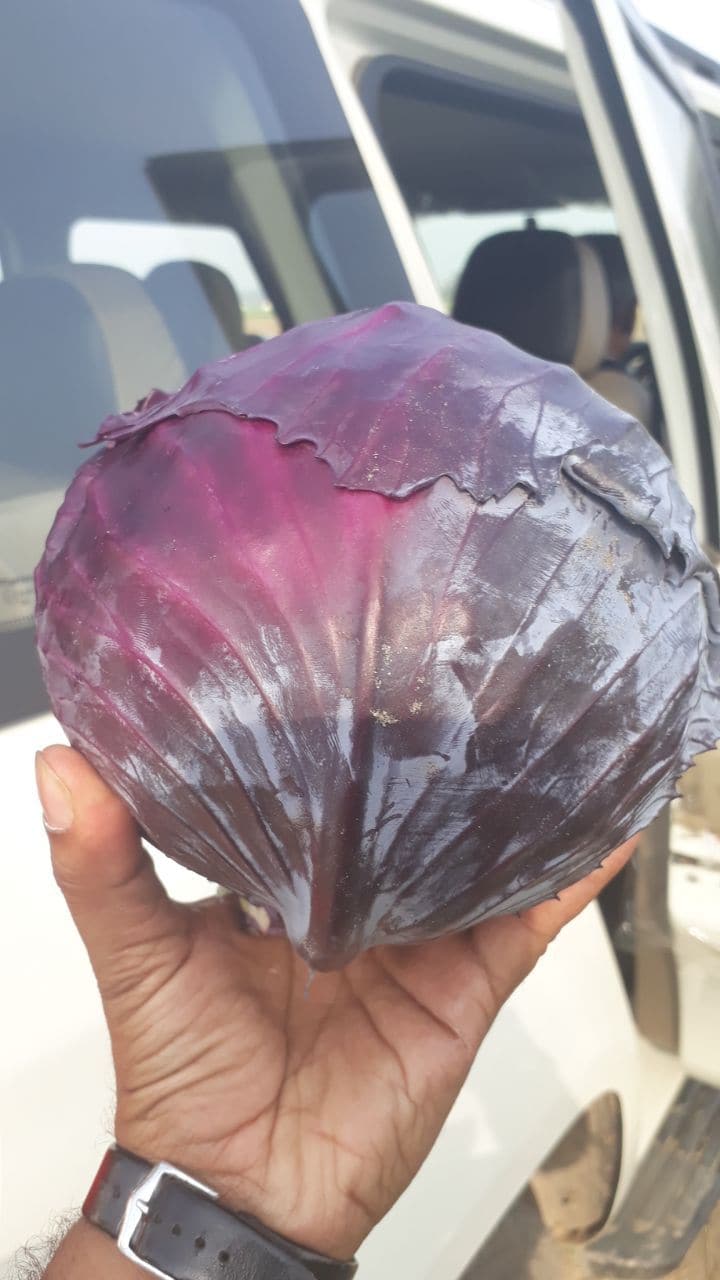 RUBY BALL CABBAGE F1