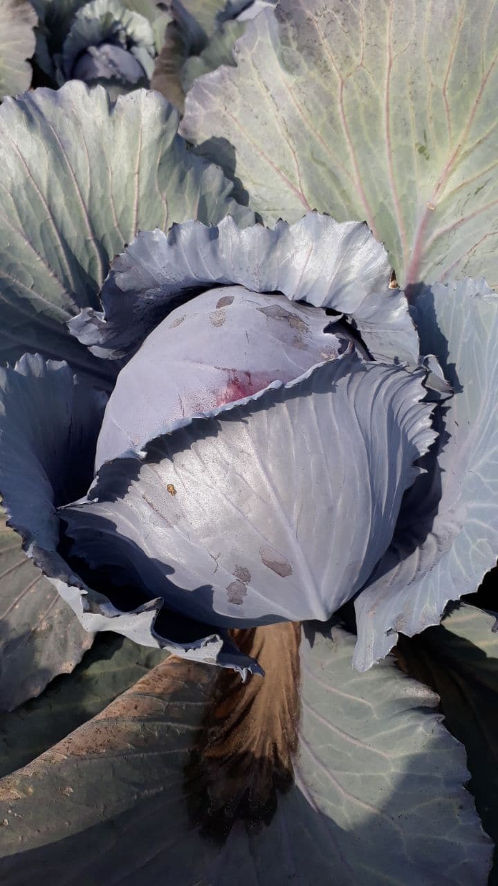 RUBY BALL CABBAGE F1