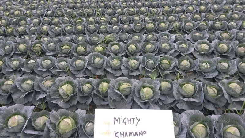 MIGHTY CABBAGE F1
