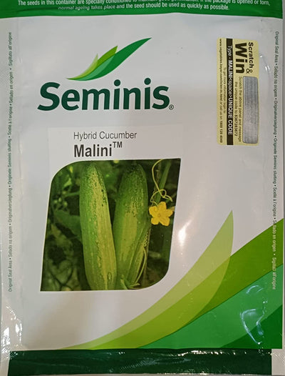 SEMINIS MALINI CUCUMBER SEEDS, LIGHT GREEN COLOUR FRUIT & HIGH YIEDLING