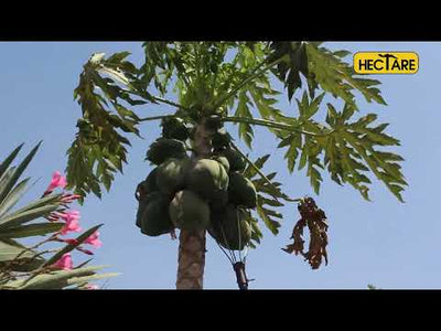 HECTARE PAPAYA PICKER | IMPLEMENTS