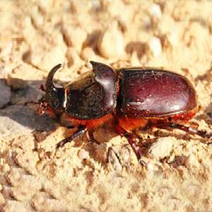 COCO - TRAPP TRAP RED PALM WEEVIL AND RHINOCEROS BEETLE