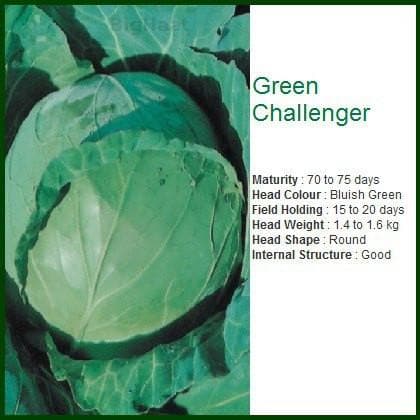 GREEN CHALLENGER CABBAGE