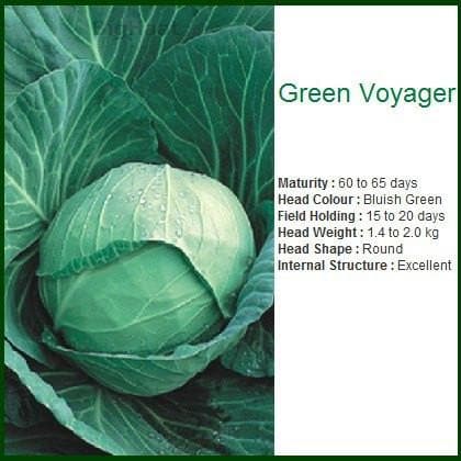 GREEN VOYAGER CABBAGE