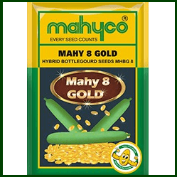 MAHY 8 GOLD BOTTLE GOURD