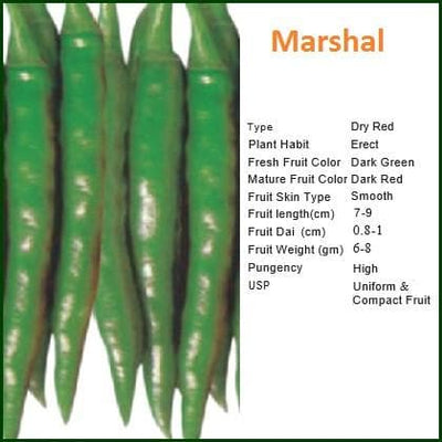 MARSHAL CHILLI