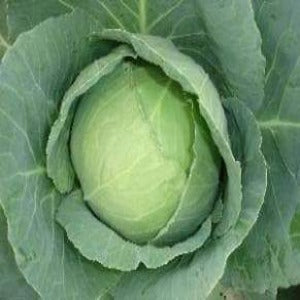 NS 151 CABBAGE SEEDS